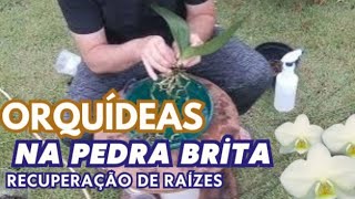 Como replantar orquideas na pedra brita e recuperar raízes rapidamente Rejuvenescendo raízes [upl. by Punak218]