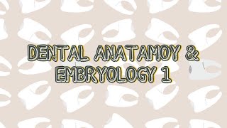 Maxillary molars part1 [upl. by Anitnegra]