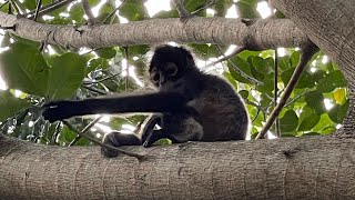 Mexico Sandos Caracol 2024 GoPro [upl. by Dammahum551]