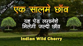 एक सालमे छाँव देने वाला पेढ़  Fast growing tree for shadow  Indian Wild Cherry [upl. by Plotkin]