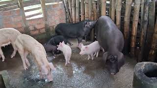 Pig farming Bongaigaon Assam [upl. by Bartholomeo]