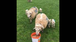 14 Episode 14 Grass Tetany in ewes – predisposing factors and prevention measures [upl. by Kroy244]