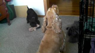 Cocker Spaniel with Puppy singing and barking [upl. by Briggs]