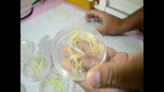 Salinity screening technique in Rice  Petri plate method [upl. by Nowyt440]