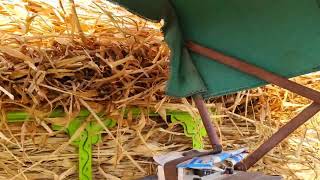 farming vlog video [upl. by Anirba]