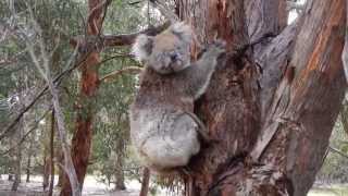 Koala Running on Kangaroo Island [upl. by Nada674]