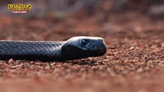 TOP 10 REPTILES MÁS PELIGROSOS DEL MUNDO [upl. by Enyar]