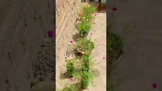 motivation viralvideo homegardendesign nature flowers love voiceover [upl. by Mose]