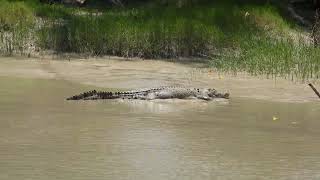 Estuarine Crocodile at Cahills Crossing [upl. by Gwendolen]