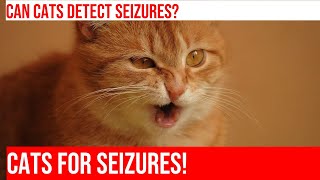 Cats Can Help Detect Seizures Heres How [upl. by Haletky]