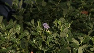 Yankee Point Ceanothus  California Native Garden  Ep7 [upl. by Shelah]