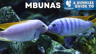 Dont Buy MBUNA CICHLIDS Without Watching This First [upl. by Link]