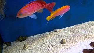 Anthias bimaculatus [upl. by Eshelman]