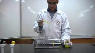 Picric Acids test Part 3 to differentiate between Albumin amp peptone [upl. by Atikkin]