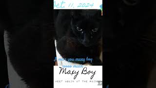 Rip maxy boy My everything Hes been through everything with meee [upl. by Noirad785]