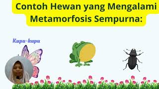 Metamorfosis SempurnaErlinawatiSD N 9 Bintang [upl. by Constantine882]