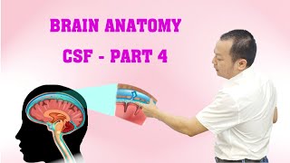 Brain Anatomy  CSF  Part 4 [upl. by Ogdan]