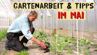 Gartenarbeit im Mai 2024  Tomaten Gurken Paprika Artischocken  Pflanzen und säen im Gemüsegarten [upl. by Halie]