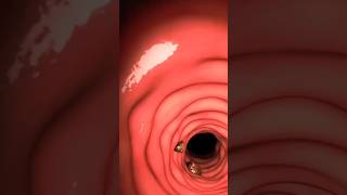 What Happens 😳 If You Swallow Chewing Gum 😨 3D Animation 👁️‍🗨️ shorts ytshorts 3d chewing [upl. by Nilson541]