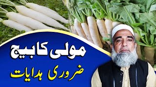 Threshing of Radish Raphanus sativum Mooli  Crop Reformer [upl. by Fedora]