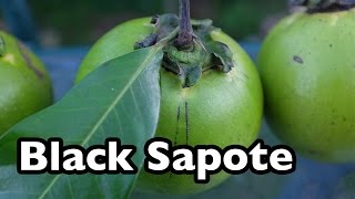 Black Sapote  The chocolate pudding tropical fruit [upl. by Saint]