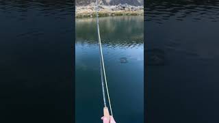 Instant dry fly bite while out fly fishing flyfishing dryfly rainbowtrout [upl. by Sorgalim73]