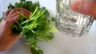 FRESH CILANTO TIP  How to store FRESH CILANTRO [upl. by Ahsinyt]