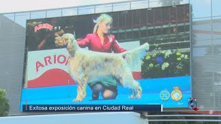 Exitosa exposición canina de la RSCE en Ciudad Real [upl. by Pasadis715]