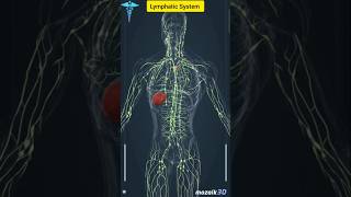 Lymphatic system shorts viral anatomy lymphaticsystem [upl. by Docilu128]