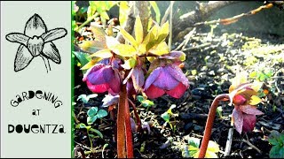 Hellebore Spring Care  What to Do in Spring [upl. by Muriel]