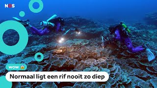 Nieuw koraalrif ontdekt diep in de zee [upl. by Schultz193]