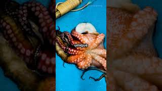 WORLDS LARGEST OCTOPUS EVER SPOTTED shorts giantoctopus [upl. by Ahsets]