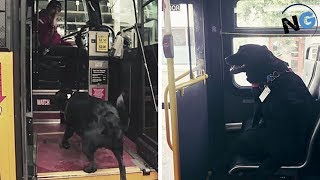 This Smart Dog Takes The Bus All By Herself Every Day To Go To The Dog Park [upl. by Kimmi]