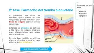 HEMOSTASIA PRIMARIA EN 1 MINUTO [upl. by Ardussi]