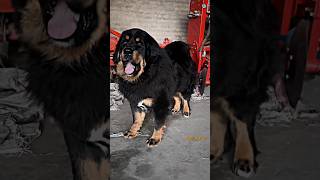 Tibetan mastiff vs Great Dane Wolf dog Dogo argentino PSI Strongest shorts Viral Ytshorts video [upl. by Yelsnik]