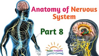 Anatomy of Nervous System Cranial Nerves Interesting Video with Amharic Speech Part 8 [upl. by Balfore]