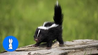 Baby Skunks Trying To Spray  Funniest Compilation [upl. by Akapol]