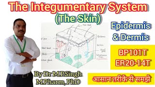 The Integumentary System  Skin Structure  Epidermis amp Dermis  Human Anatomy amp Physiology  BP101T [upl. by Edahsalof]