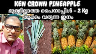 Kew Crown Pineapple Thornless Pineapple Online Trends Wheel kewcrown pineapple fruitsplants [upl. by Notsreik]