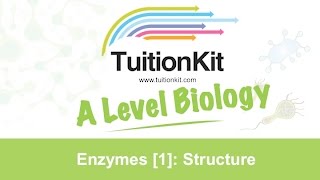 Enzymes 1 Structure High band Biology [upl. by Doyle940]