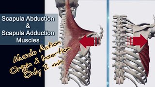 Scapula Adduction and Abduction Muscles  Muscle Action Anatomy [upl. by Sower]