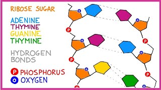 DNA Molecule Structure [upl. by Ogdan]