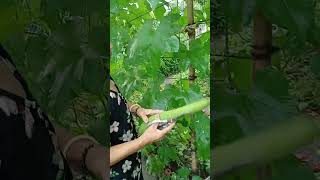 Harvesting luffa enjoying rural life gardening amp nature rurallife gadening nature [upl. by Treulich]