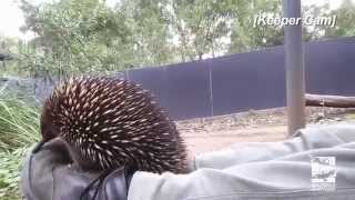 Echidna sneezing [upl. by Malvina699]