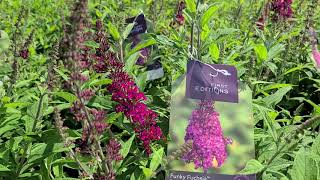 Buddleia Funky Fuchsia™Butterfly BushSTUNNING Easy to Grow Reddishpurple Flowers All Summer [upl. by Corene]