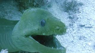 Inside a Moray Eels Mouth [upl. by Anawak]