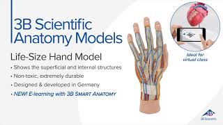 LifeSize Hand Model with Muscles Tendons Ligaments Nerves amp Arteries 3 part  3B Smart Anatomy [upl. by Quinlan889]