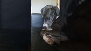 Frolic the Merle Great Dane Loves Her Bone Treat greatdanesunlimited greatdaneworld greatdane [upl. by Elladine851]