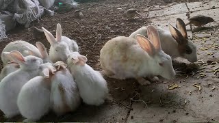 Rabbits playing hi res Bunny 🐰Baby Rabbitkhargosh [upl. by Haceber]