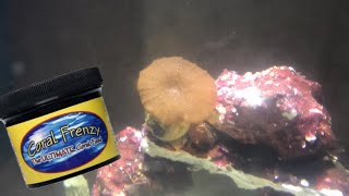 MUSHROOM CORAL discosoma FEEDING TIME LAPSE [upl. by Walcoff]